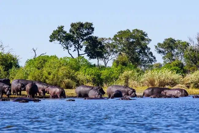 Okavango Delta Hippos