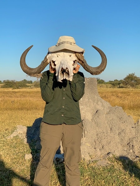 okavango delta buffalo skull