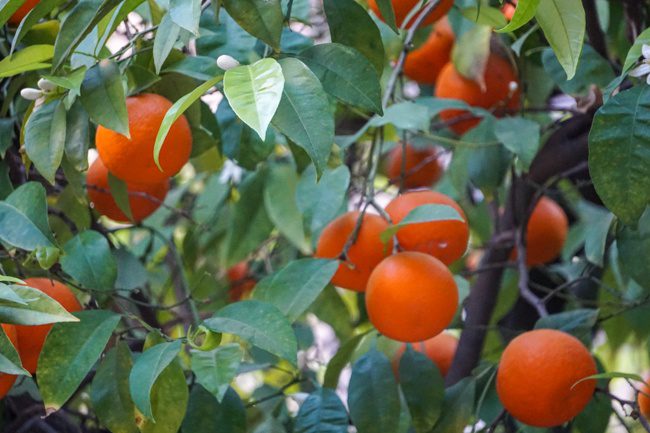 Orange trees in Seville Spain