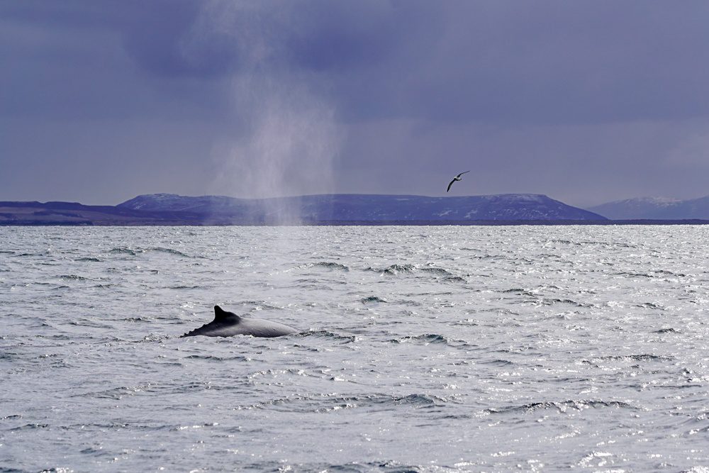 Husavik Iceland Whale Watching