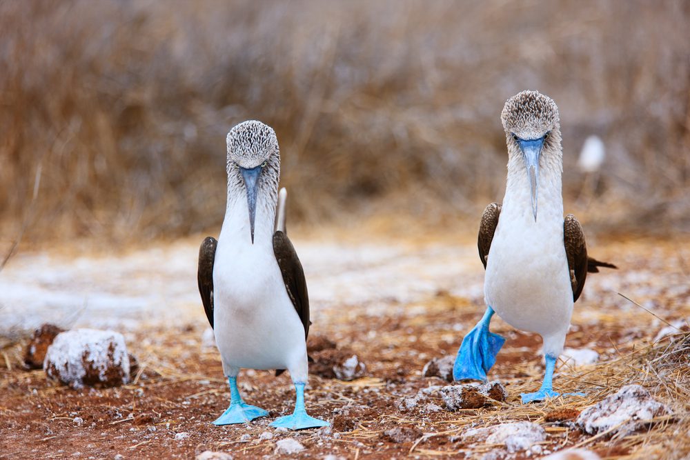 Couple of blue footed boobies performing mating dance