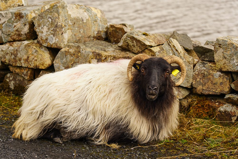 Sheep on the road Connemara Ireland