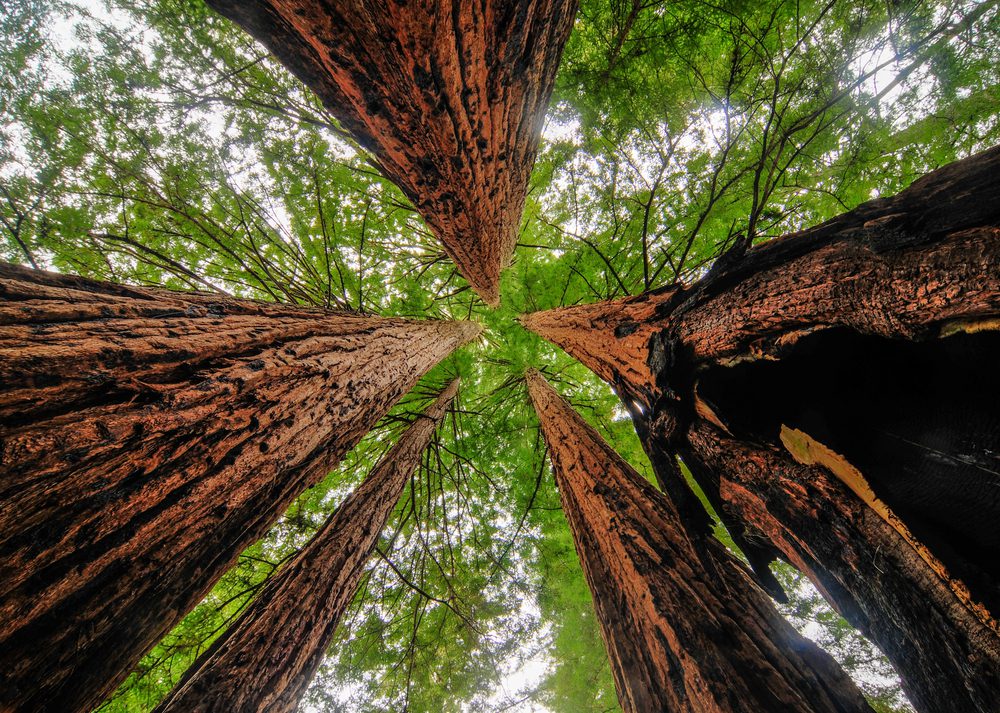 California Redwood Park Sequoia Trees