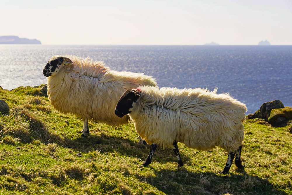 Dingle Ireland Sheep Dunmore Head