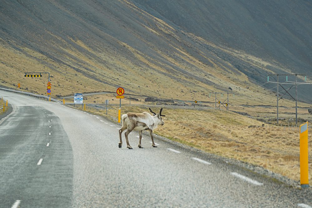 Eastern Iceland Reindeer in the road