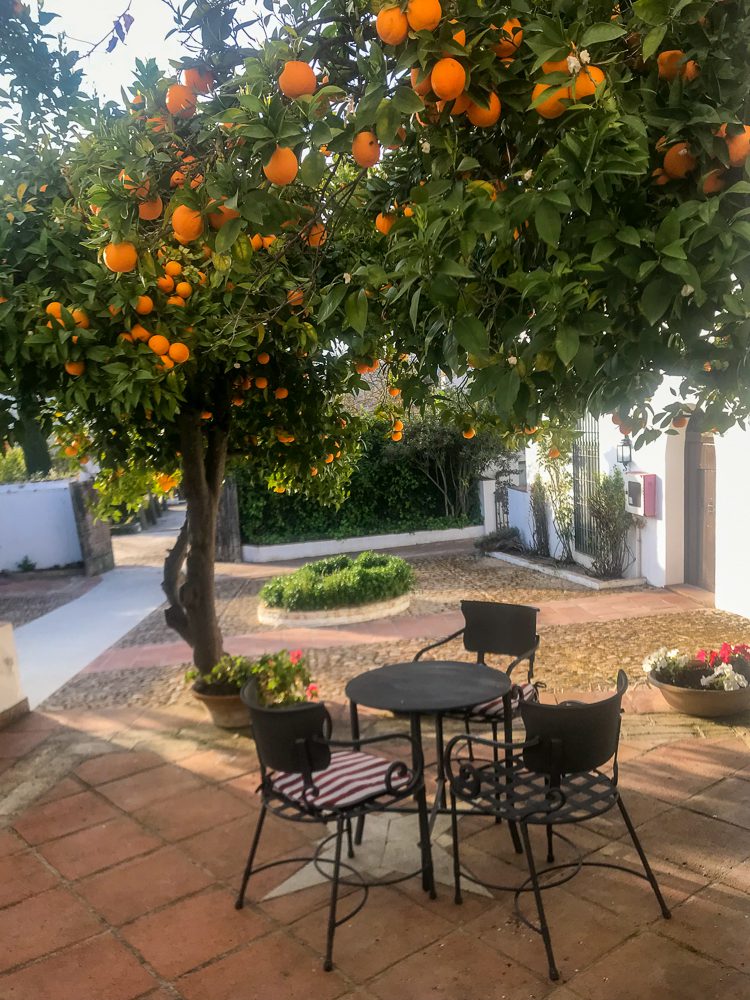 Ronda Spain patio with a table under an orange tree