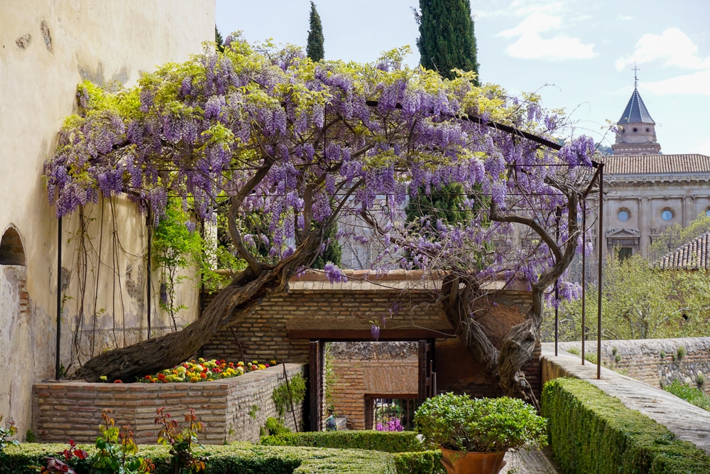 Gardens with purple wisteria at the Alhambra in Granada Spain