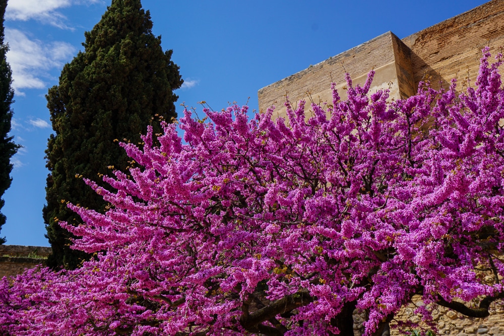 Bright fuschia flowers in bloom at the Alhambra in Granada Spain