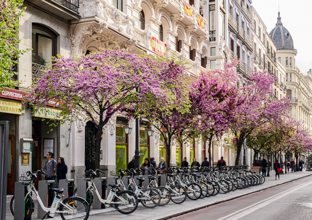 Trees with purple blooms on a street in Madrid Spain