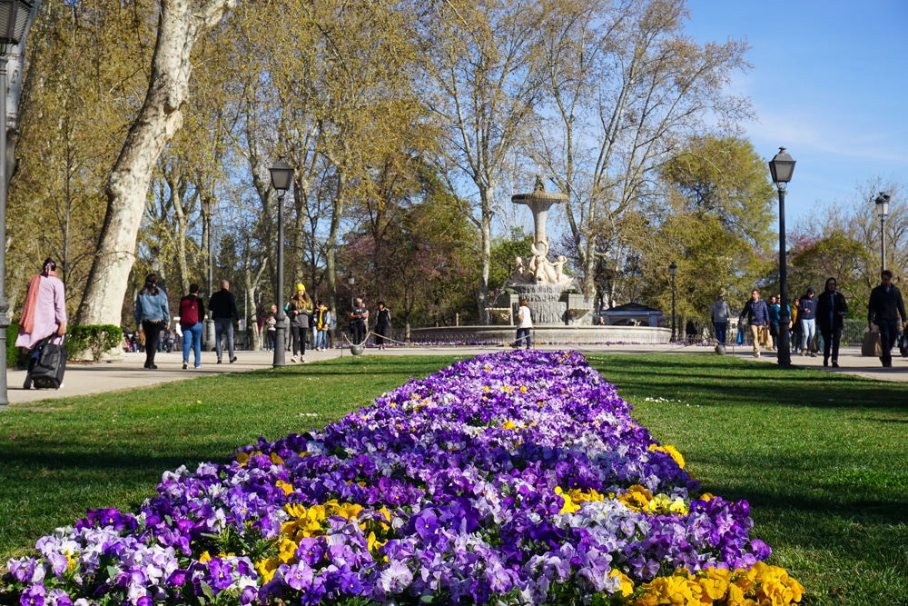 Purple flowers and a monument in the background in Retiro Park in Madrid Spain