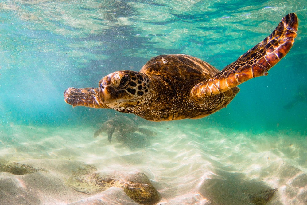 underwater sea turtle swimming