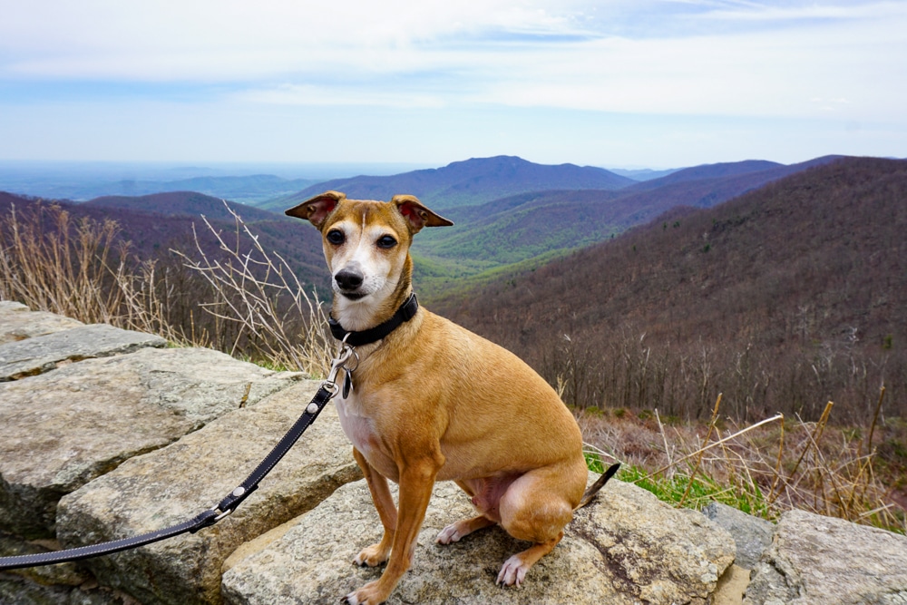 dog sitting on a rock wall near Roanoke Virginia on the Blue Ridge Parkway