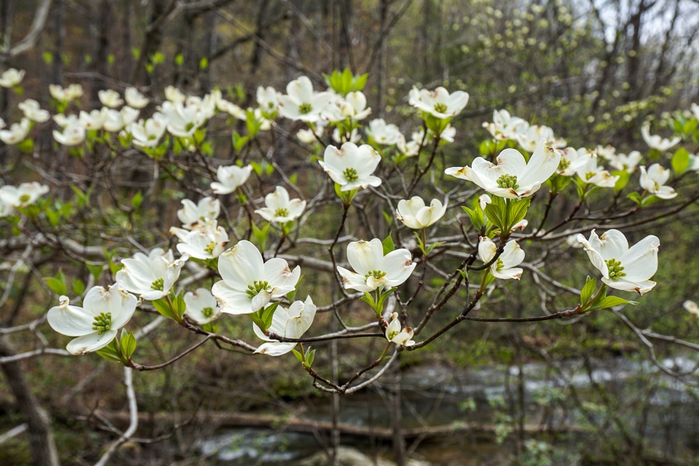 White flowers in spring in bloom