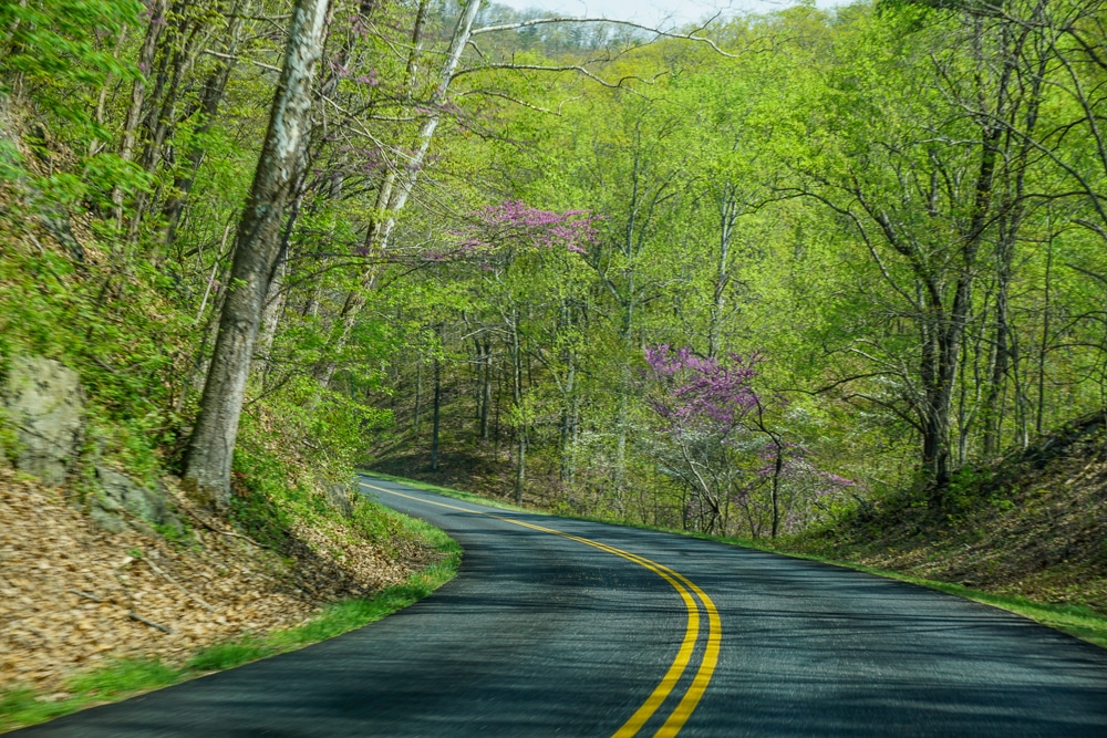 2 way road of the Blue Ridge Parkway with purple flowers and green trees in bloom in spring