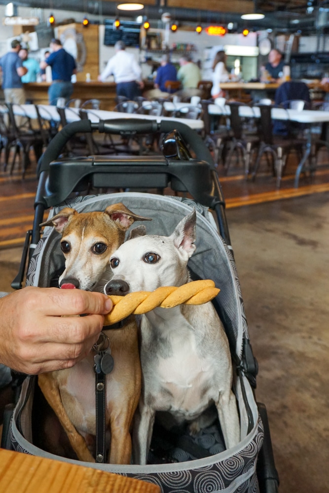 2 dogs in a stroller eating a treat