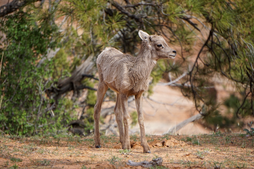 Baby big horn sheep in Zion National Park in Utah