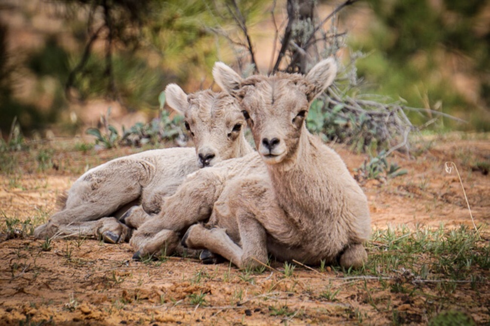 Baby big horn sheep lying down in Zion National Park in Utah
