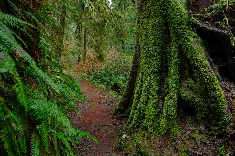 moss covered tree and ferns with a hiking trail at olympic national park in Washington, US