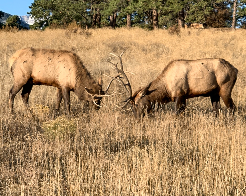 2 elk sparring antler to antler in Estes Park Colorado