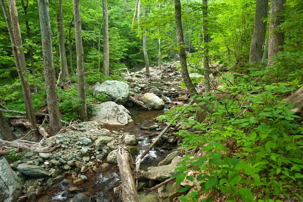 Forest trees with a stream running through it at Shenandoah National Park