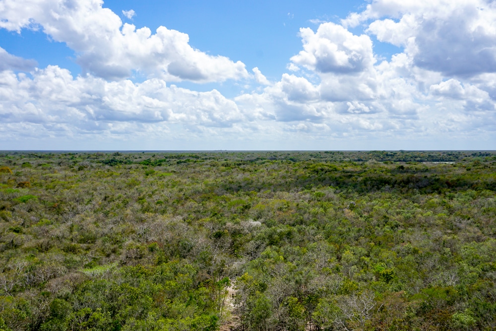 view of the jungle on the Yucatan Peninsula at the Coba ruins