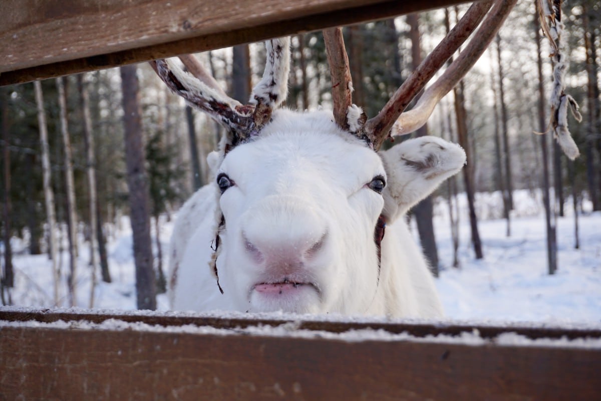 reindeer looking through a fence in Finnish Lapland